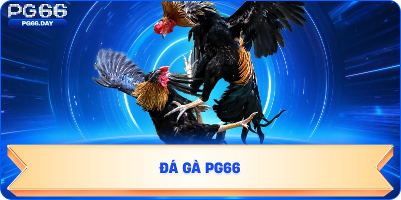 ĐÁ GÀ TẠI PG66