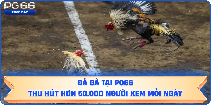 Đá Gà tại PG66 Thu Hút Hơn 50.000 Người Xem Mỗi Ngày