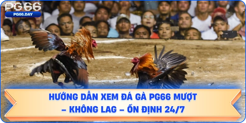 Hướng Dẫn Xem Đá Gà PG66 Mượt – Không Lag – Ổn Định 24/7