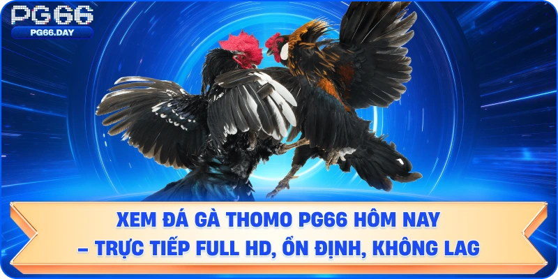 Xem Đá Gà Thomo PG66 Hôm Nay – Trực Tiếp Full HD, Ổn Định, Không Lag